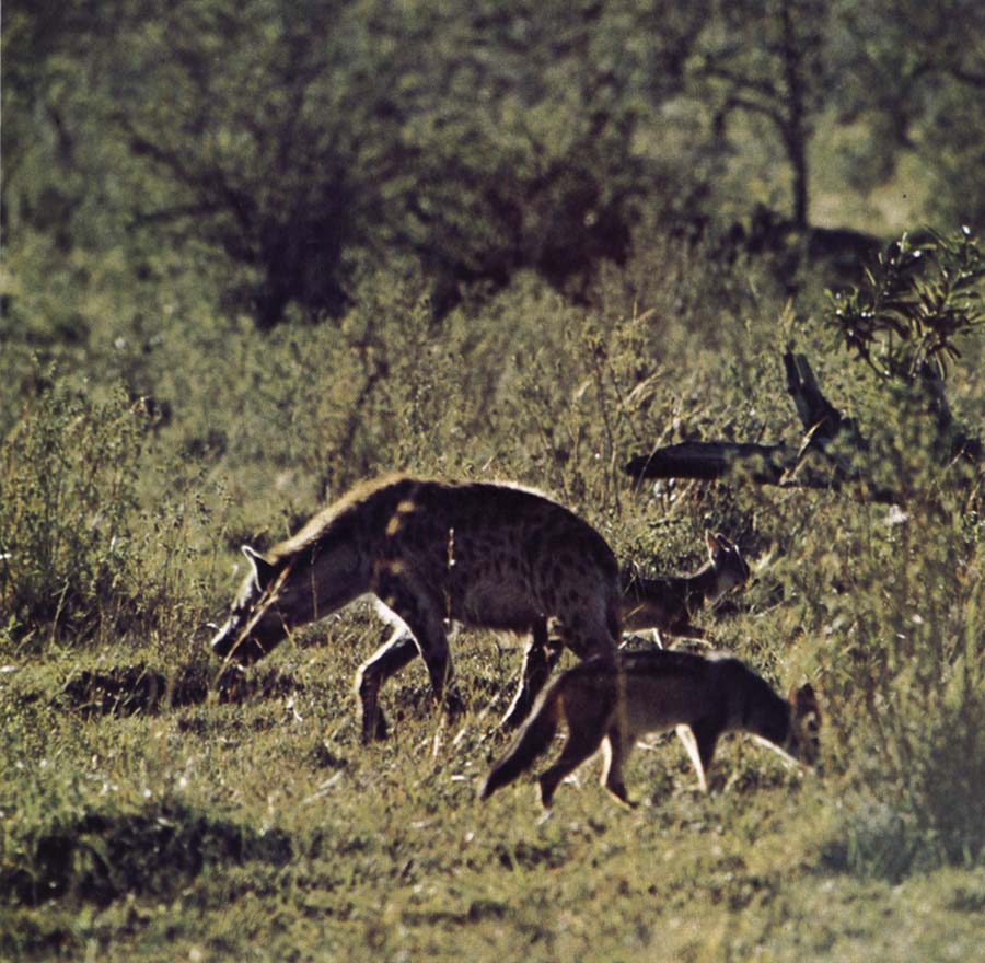 Hyenan - as it were jackal - tin be one bath fascinate and pleasant creature